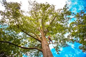 Best Lawn Renovation and Restoration  in Chapel Hill, TN