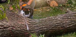 Best Utility Line Clearance  in Chapel Hill, TN