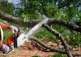 Best Tree Disease Treatment  in Chapel Hill, TN