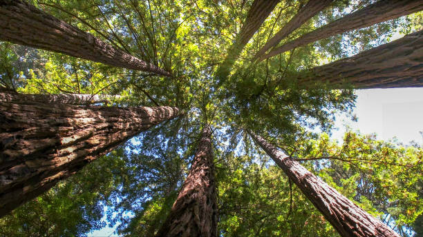 Best Hazardous Tree Removal  in Chapel Hill, TN