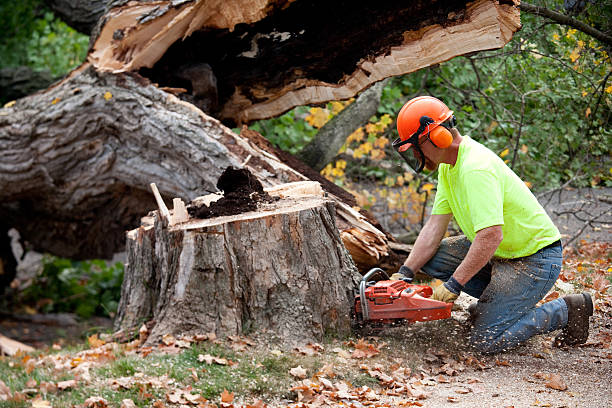 Best Tree Cabling and Bracing  in Chapel Hill, TN