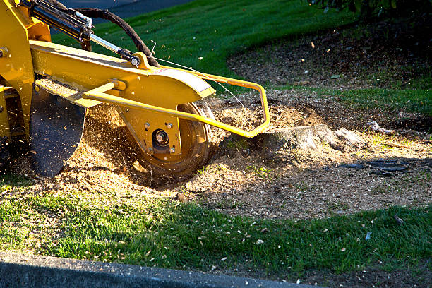 Best Aeration Services  in Chapel Hill, TN