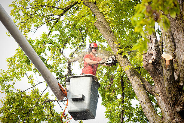 How Our Tree Care Process Works  in  Chapel Hill, TN